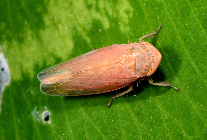 Cicadella da det. 2
